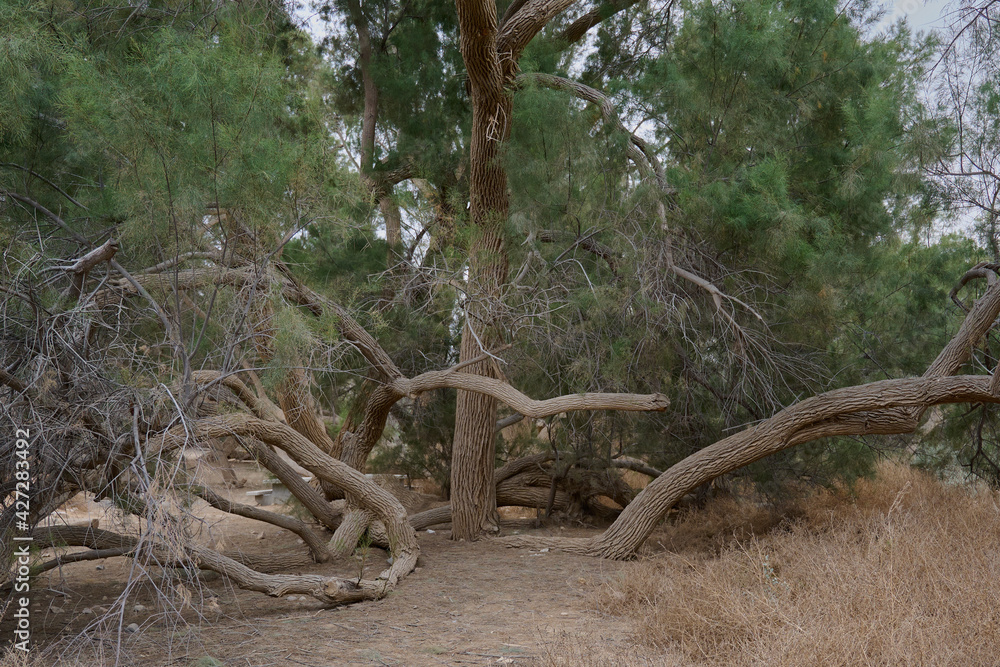 huge curved trees of bizarre shapes in an oasis in the Negev desert in Israel