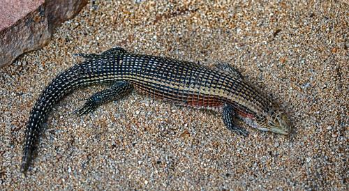 Giant plated lizard on the sand. Latin name - Gerrhosaurus validus photo