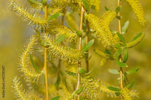 Männliche Blüten der Trauerweide, Salix babylonica photo