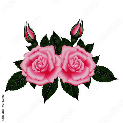 vector rose flowers and petals on transparent background. Top view. Valentine's day and mother's day background 2