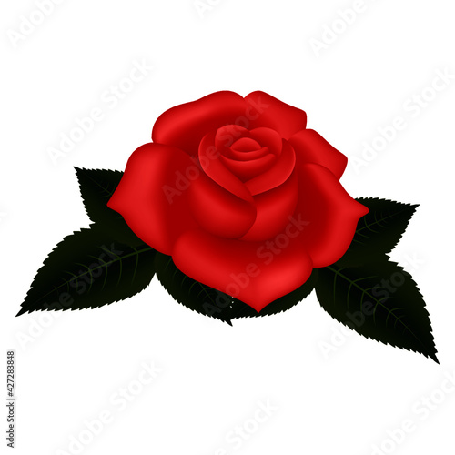 vector rose flowers and petals on transparent background. Top view. Valentine's day and mother's day background