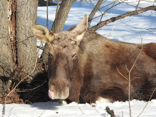 Moose with tongue