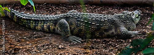 Siam crocodile on the ground. Latin name - Crocodylus siamensis