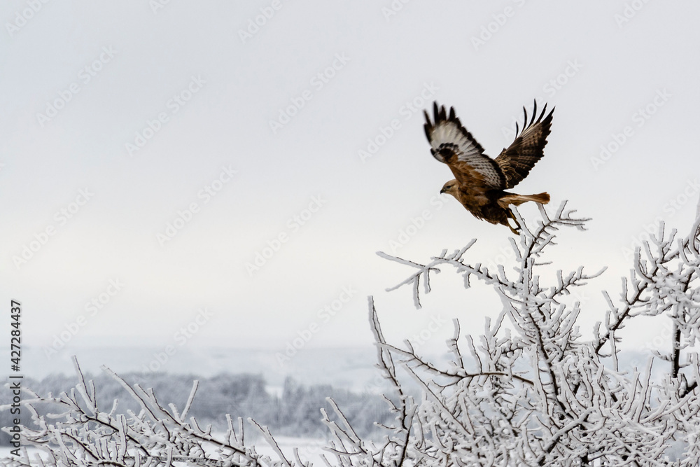 Obraz premium Eagle in flight