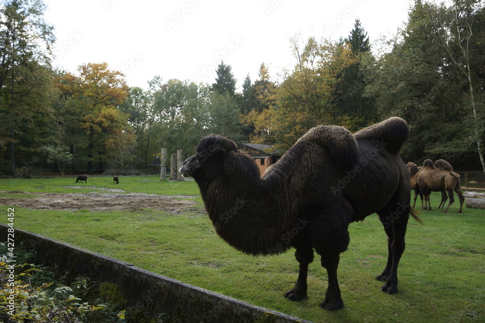 Fototapeta premium Dromedare im Tierpark in Cottbus
