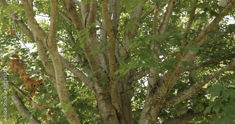 Beautiful tree full of leaves close up in slow motion on a sunny day. Beautiful tree full of leaves close up in slow motion on a sunny day.