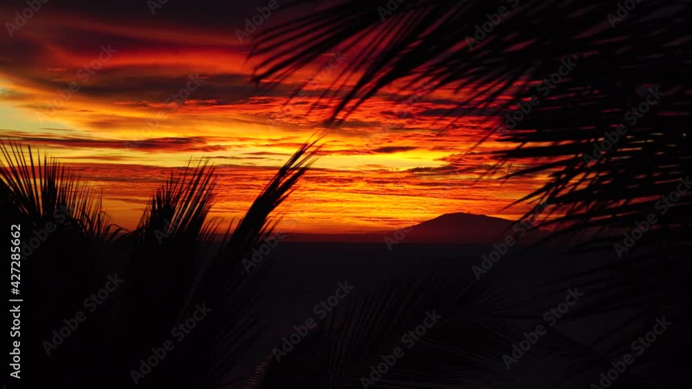 Blazing red clouds at burning sunset, palm leaves in wind at dark sea background Blazing red clouds at burning sunset, palm leaves in wind at dark sea background