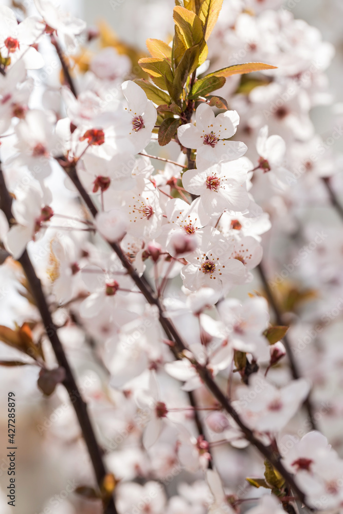 Purple leaf plum blooming in spring Purple leaf plum blooming in spring