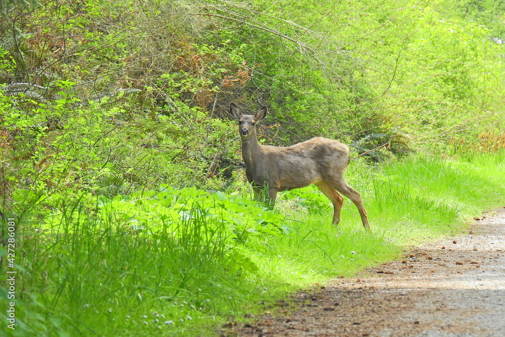 A Columbian black-tailed deer living on Whidbey Island, in the Pacific Northwest, Washington State. A Columbian black-tailed deer living on Whidbey Island, in the Pacific Northwest, Washington State.