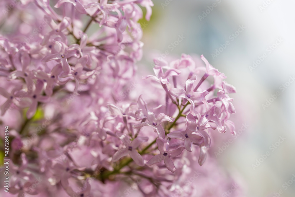 Beautiful and charming lilac with delicate fragrance