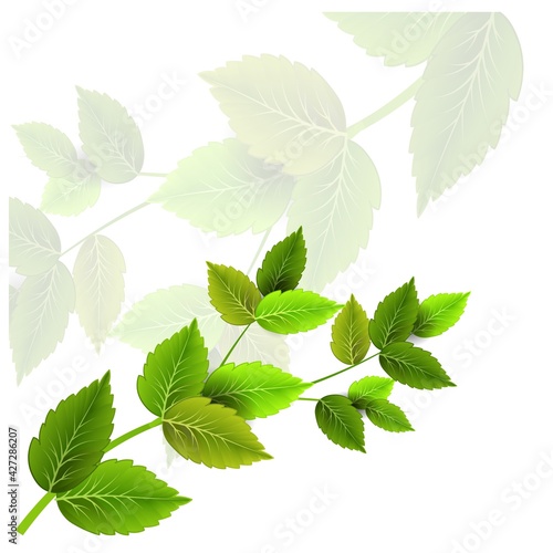 Green branch in modern style. Nature art. Floral pattern. Vector graphic.
