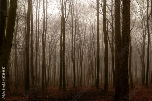 Bäume im Wald im Nebel