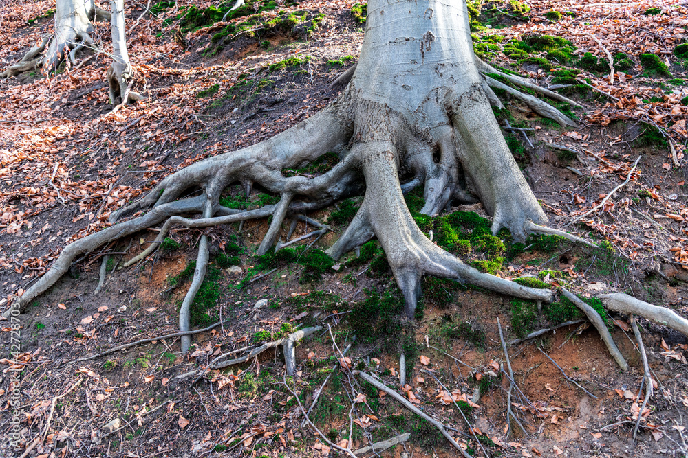 Entlang der Schwartau im Riesebusch Entlang der Schwartau im Riesebusch
