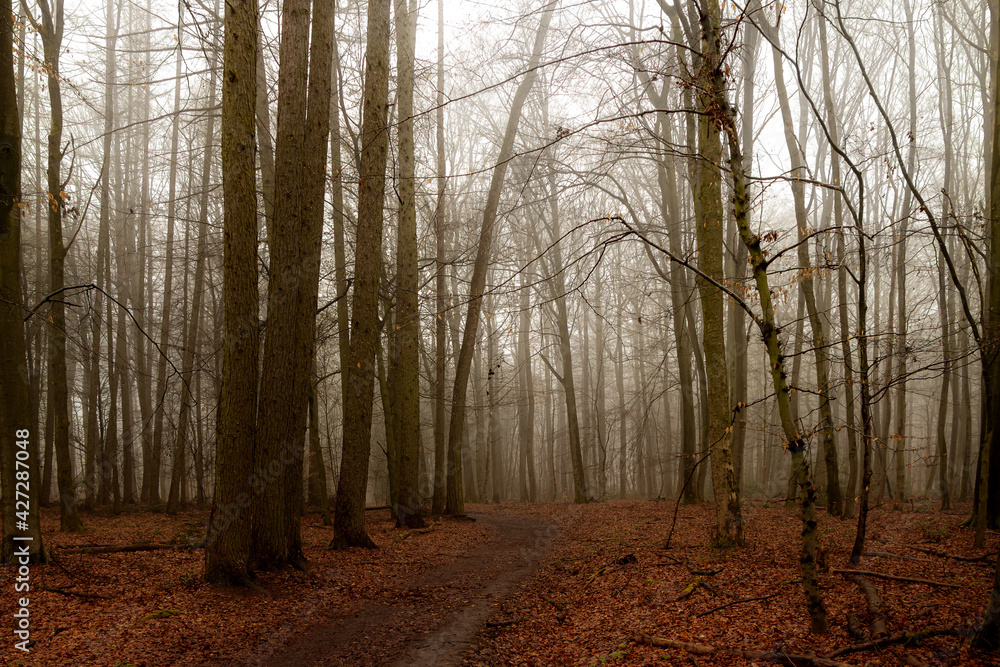 Bäume im Wald im Nebel Bäume im Wald im Nebel