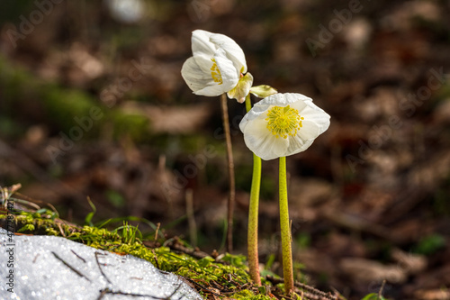 Schneerose