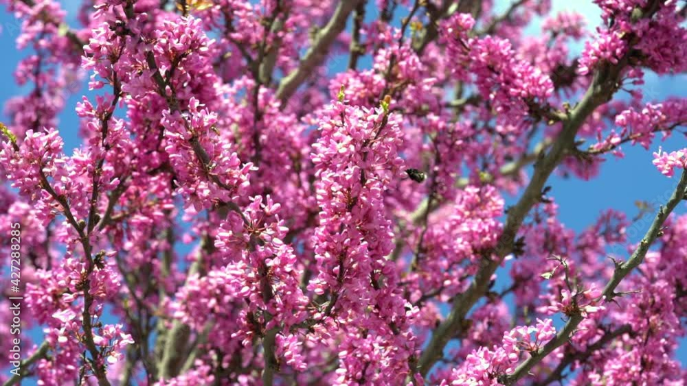 Bumble bee collecting nectar from pink flowers Bumble bee collecting nectar from pink flowers