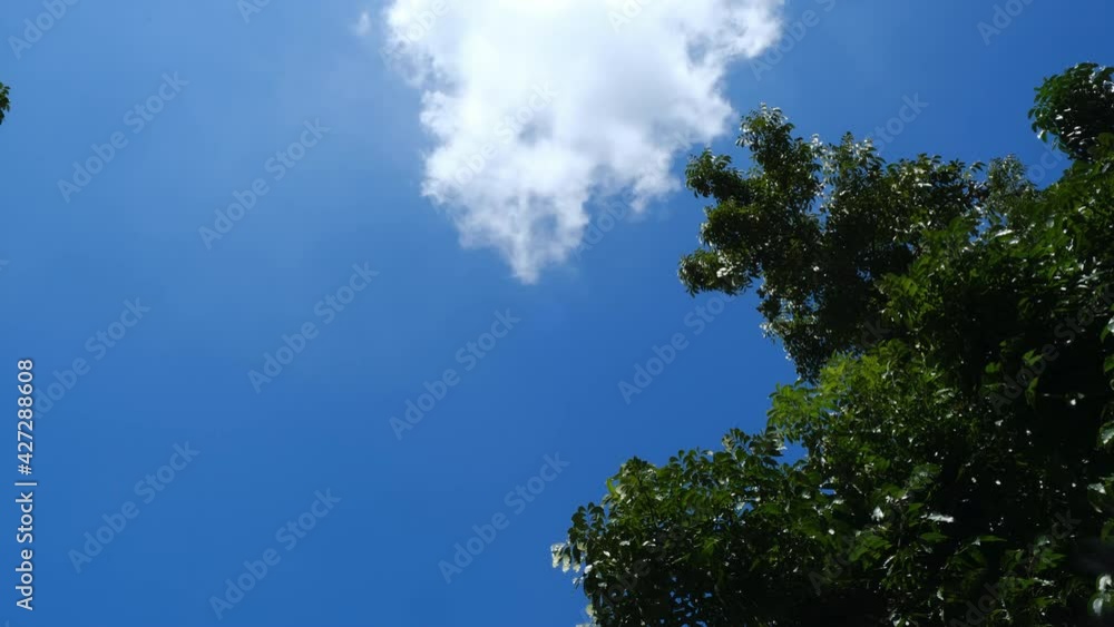 Fluffy White Clouds In Blue Sky Soaring Above Lush Tree On A Sunny Day. low angle, time lapse Fluffy White Clouds In Blue Sky Soaring Above Lush Tree On A Sunny Day. low angle, time lapse