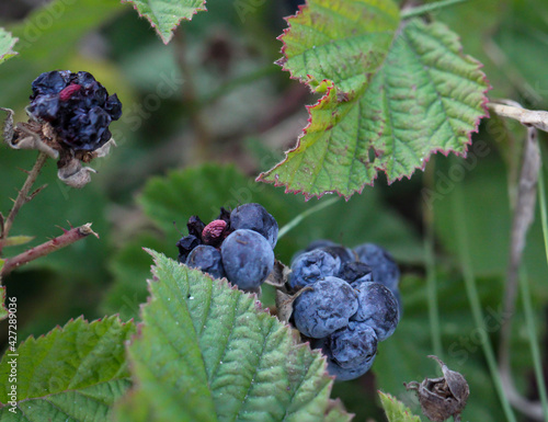 Reife Brombeeren an einem Bromberenstrauch. photo