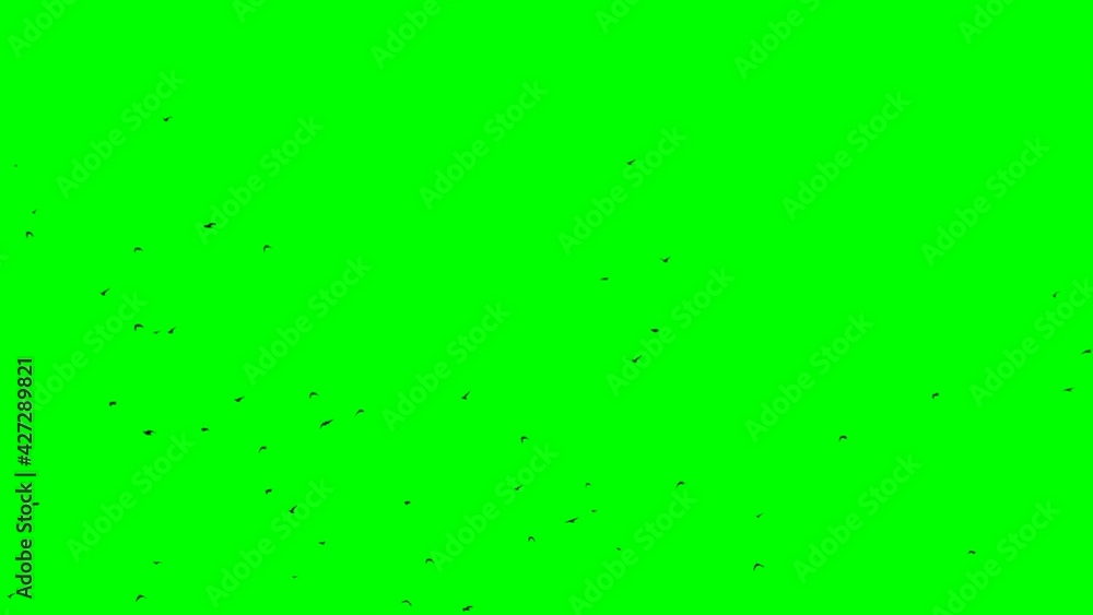 looped mass of black ravens on green screen looped mass of black ravens on green screen