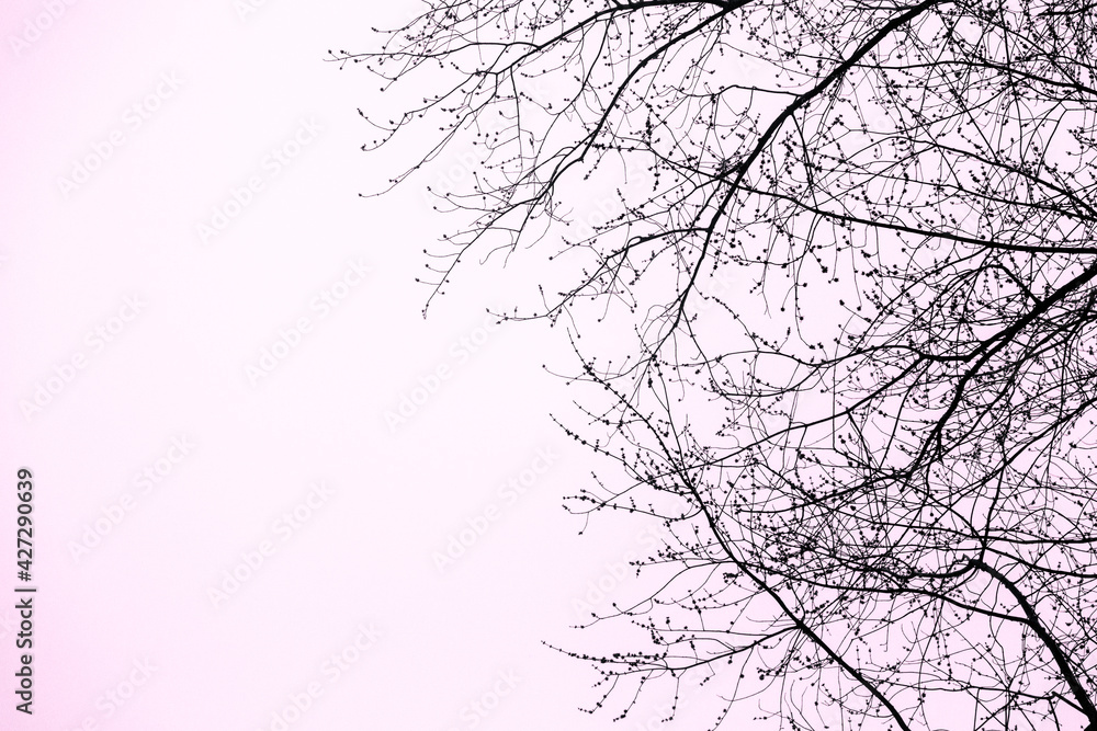 Obraz premium Pink sky with tree