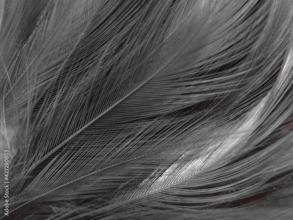 Obraz premium Beautiful abstract black feathers on white background and soft white feather texture on white texture pattern, dark theme wallpaper, gray feather background, gray banners, white gradient
