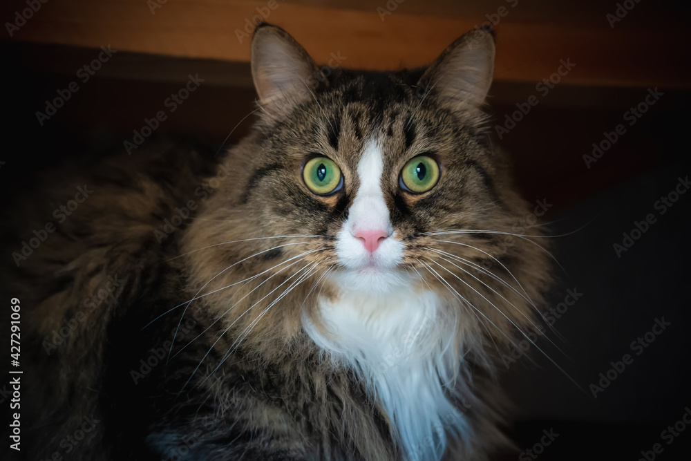 Domestic cat sitting under the couch close-up