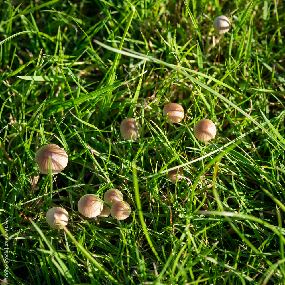 mushrooms in the forest