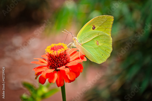Butterfly © Gustavo
