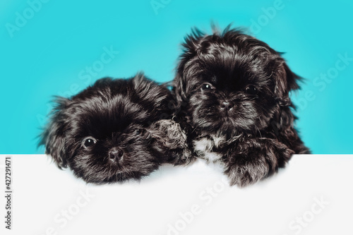 Cute black shih tzu puppy dog pug above banner look down with copy space for label on blue background, Mockup template.