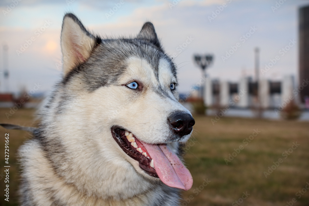 Husky dog face looking into the distance with blue eyes