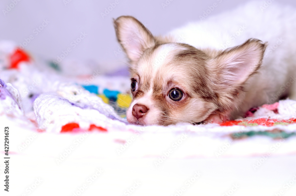 Chihuahua long-haired white and brown puppy laying on a knitted plaid studio portrait on gray background