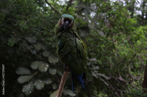 A parrot 2