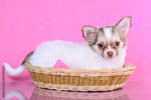 Chihuahua long-haired white and brown puppy laying in a basket studio portrait on magenta pink background © Hyperset