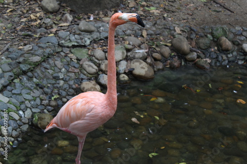 A flamingo