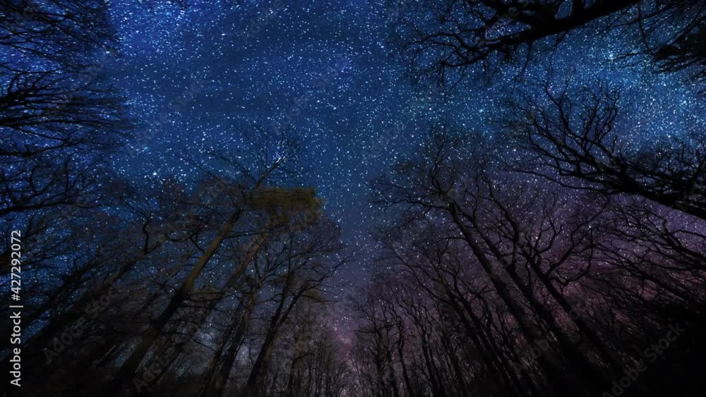 A dark blue starlit sky above the forest. Old tall trees reaching up, leafless branches stretching to the starry sky above. Millions of stars shining brightly as Earth is hurtling through space.