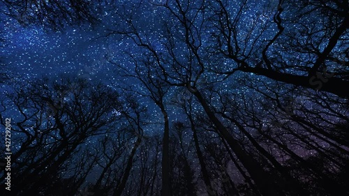 A dark blue starlit sky above the forest. Old tall trees reaching up, leafless branches stretching to the starry sky above. Millions of stars twinkling in the sky as Earth is hurtling through space. photo