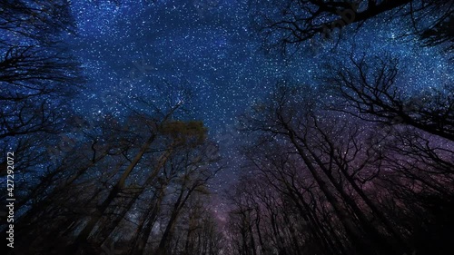 A dark blue starlit sky above the forest. Old tall trees reaching up, leafless branches stretching to the starry sky above. Millions of stars shining brightly as Earth is hurtling through space.