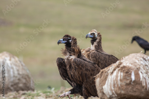 Cinereous Vulture   Aegypius monachus  in its natural habitat. Wildlife.