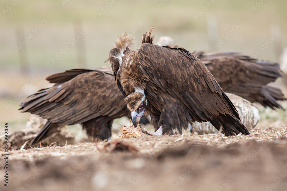 Cinereous Vulture, (Aegypius monachus) in its natural habitat. Wildlife. Cinereous Vulture, (Aegypius monachus) in its natural habitat. Wildlife.