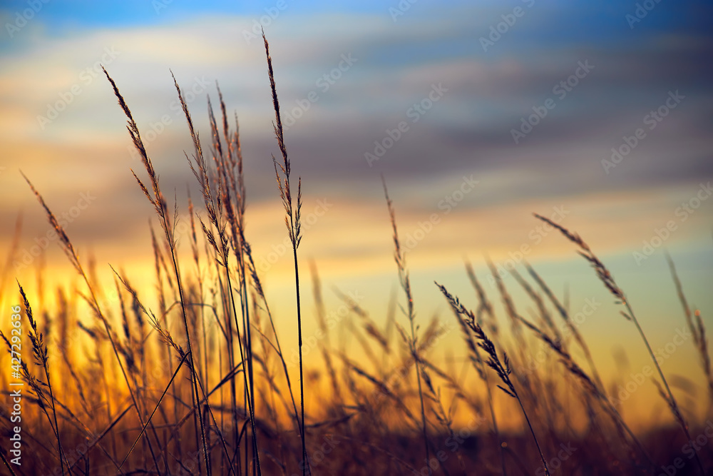 Dry grass on the background of the setting sun in a summer evening or morning.