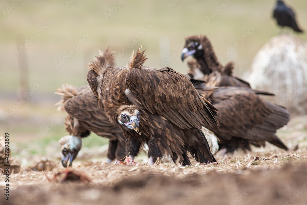 Fototapeta premium Cinereous Vulture, (Aegypius monachus) in its natural habitat. Wildlife.