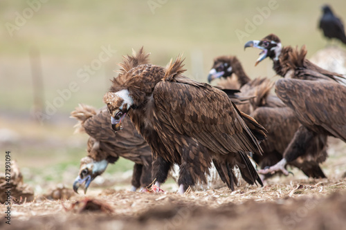 Cinereous Vulture   Aegypius monachus  in its natural habitat. Wildlife.