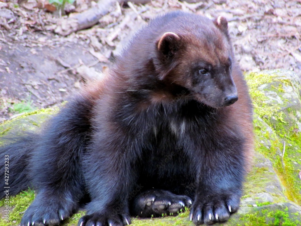 Obraz premium glouton