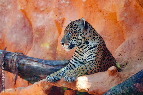 close up of a jaguar