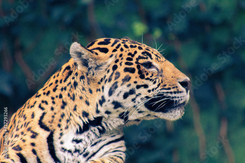 close up of a jaguar