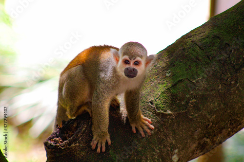 squirrel monkey on a tree