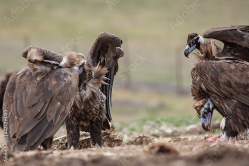 Cinereous Vulture   Aegypius monachus  in its natural habitat. Wildlife.