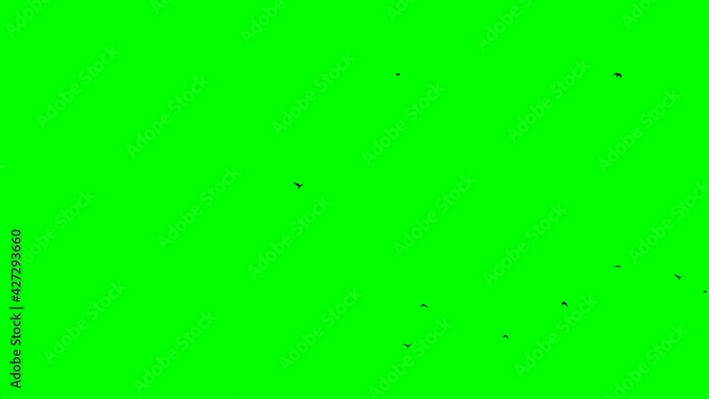 black birds fly into the frame from bottom to top and fly out isolated green screen black birds fly into the frame from bottom to top and fly out isolated green screen