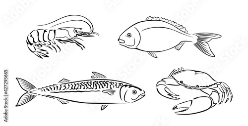 Seafood black and white outline. Vector illustration of dorado, shrimp, crab and mackerel. Set of Fish and crustacean. 