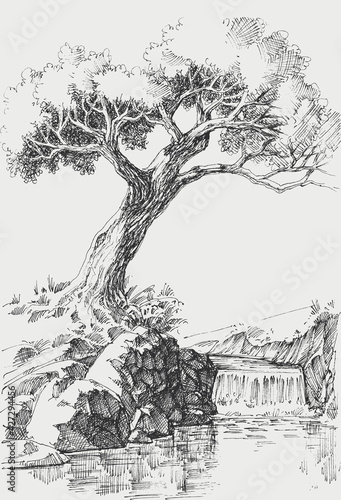 Olive tree on river bank landscape vector drawing